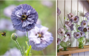 Small Plants: Papaver rhoeas  Grey