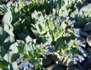 Rocks Crevices Troughs: Mertensia marítima
