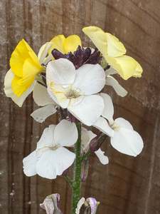 Rocks Crevices Troughs: Erysimum x chieri yellow and lemon