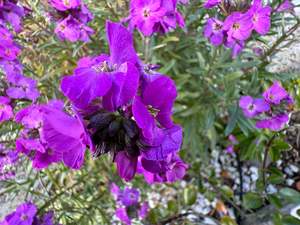 Erysimum, Beth-like but mutabilis