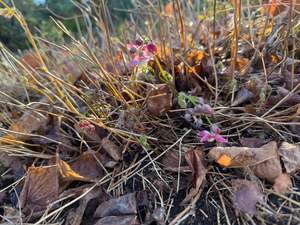 Drifts And Borders: Epimedium x rubrum