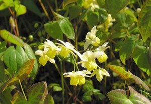 Epimedium x versicolor ‘Sulphureum'