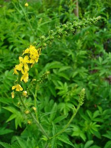 Drifts And Borders: Agrimonia eupatoria