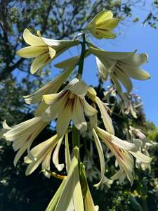 Cardiocrinum giganteum large