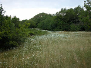 Orlaya grandiflora