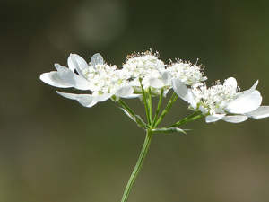 Shade: Orlaya grandiflora seed