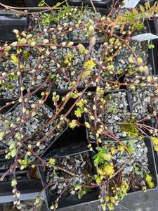 Fairy Garden Plants 1: Salix arctica