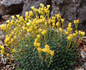 Saxifraga  x borisii