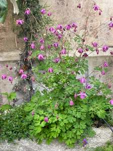 Semiaquilegia ecalcarata dwarf form (Copy)