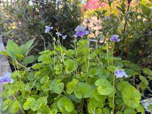 Viola hederacea