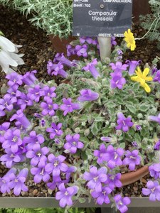 Small Plants: Campanula pelia also sometimes known as C. thessala