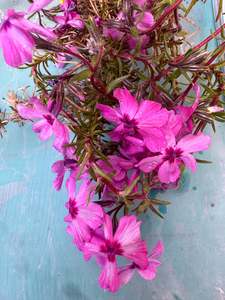Phlox subulata (American phlox)