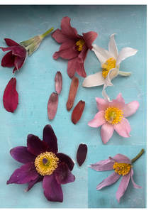 Pulsatilla vulgaris Purple