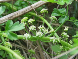 Small Plants: Apium prostratum