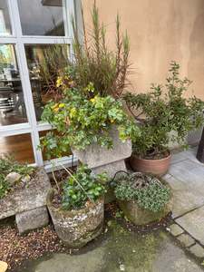 Small Plants: Scandia rosifolia