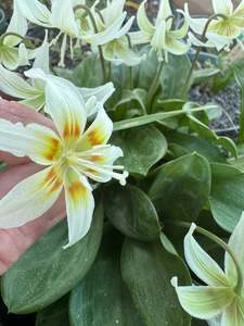 Erythronium californicum 'White Beauty'