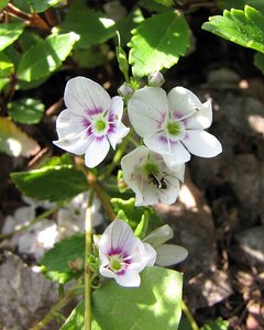 Parahebe  syn. Veronica lyallii