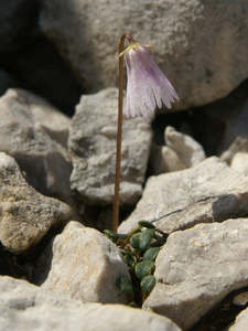 Small Plants: Soldanella minima
