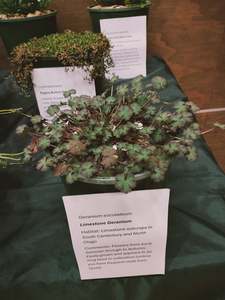 Geranium socolateum