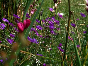 Rocks Crevices Troughs: Geranium incanum