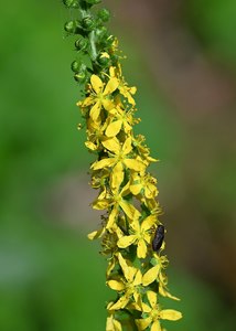 Agrimonia procera