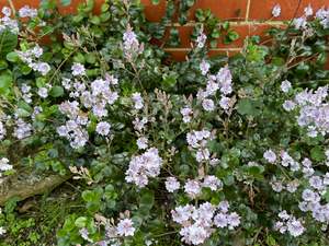 Shade: Veronica (Heliohebe) x 'Fairfield'