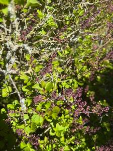 Shade: Syringa meyeri 'Palibin',