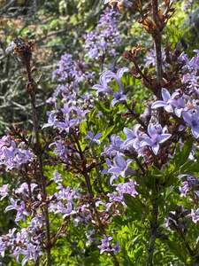Shade: Syringa S. x laciniata (the cut leaf lilac)