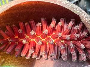 Shade: Gorgonidium vermicidum