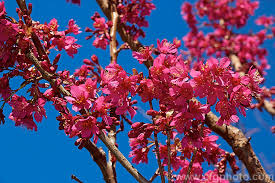 Prunus campanulata Felix Jury