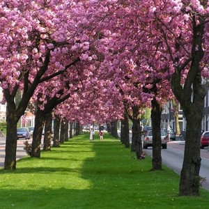 Prunus Kanzan