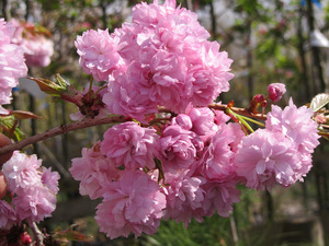 Prunus Kiku-Shidare Sakura