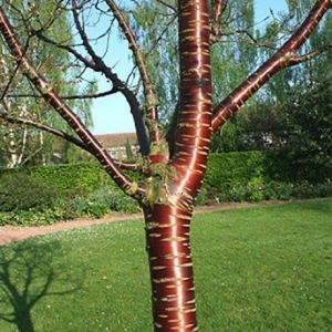 Deciduous Trees: Prunus serrula