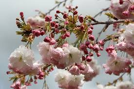 Deciduous Trees: Prunus Shimidsu Sakura