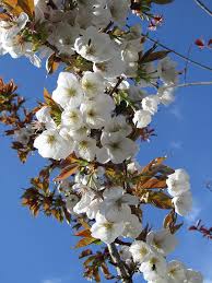 Deciduous Trees: Prunus Tai Haku