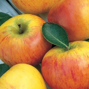 Fruit and Citrus Trees: Apple Cox’s Orange