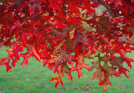 Deciduous Trees: Quercus coccinea