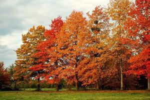 Deciduous Trees: Quercus palustris