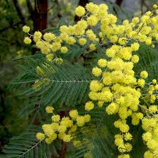 Firewood: Acacia dealbata