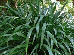 Flax: Phormium cookianum