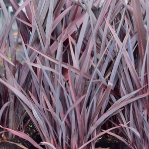 Flax: Phormium Dark Delight