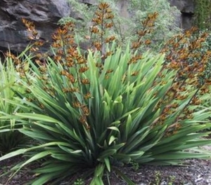 Flax: Phormium Emerald Gem