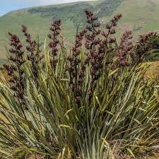 Flax: Phormium tenax