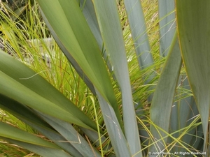 Flax: Phormium tenax Goliath