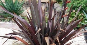Flax: Phormium tenax Purpurea