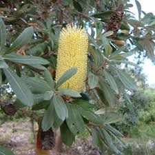 Products: Banksia integrifolia