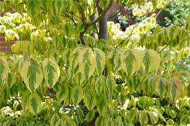 Products: Cornus florida Cherokee Daybreak