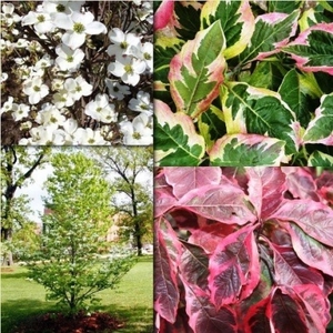 Products: Cornus florida Cherokee Daybreak