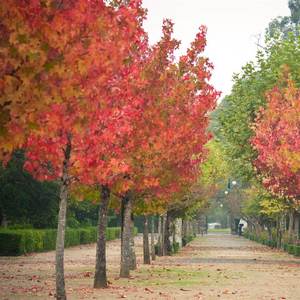 Deciduous Trees: Liquidambar styraciflua