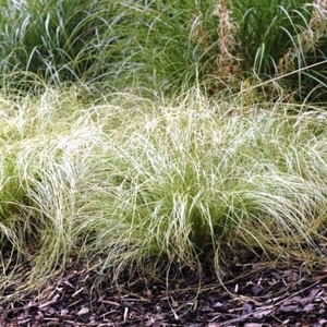 Grasses: Carex comans ‘Frosted Curls’
